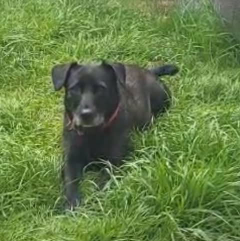 A black, short‑haired dog wearing a red collar lies on green grass, resting calmly with a grey wall in the background.