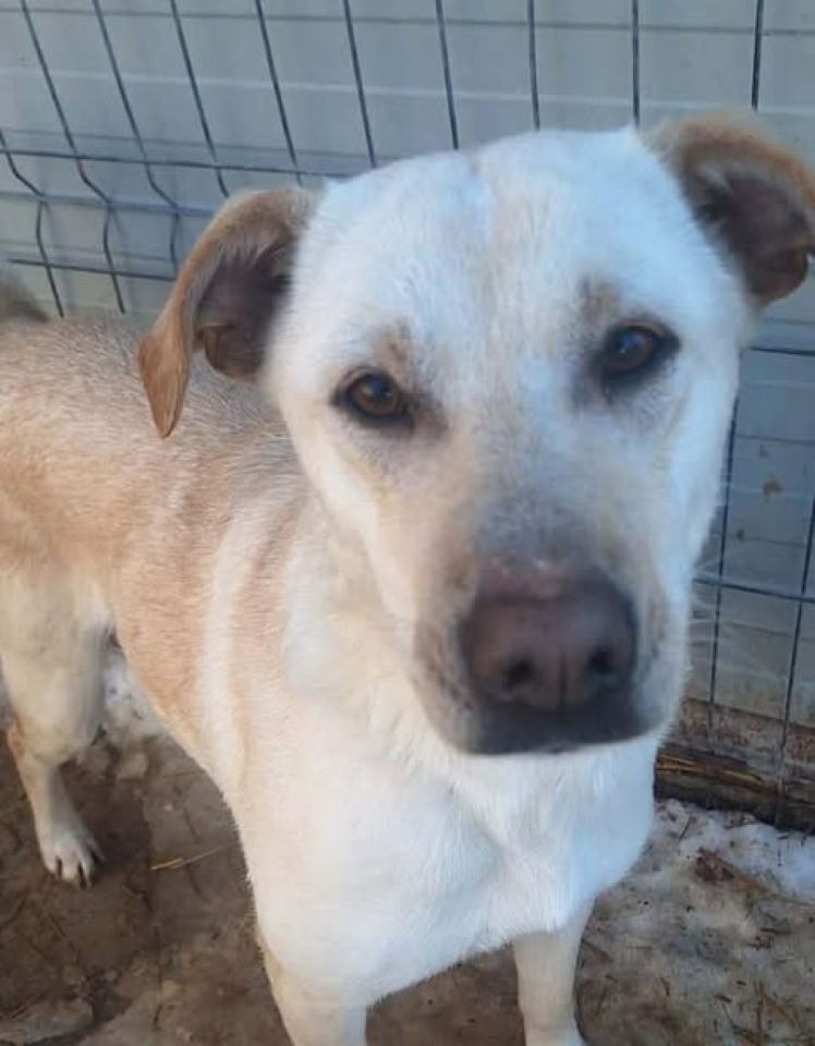 Light‑coloured dog with short tan and white fur standing on a patch of snow‑dusted ground beside a wire fence, looking toward the camera with an alert expression.