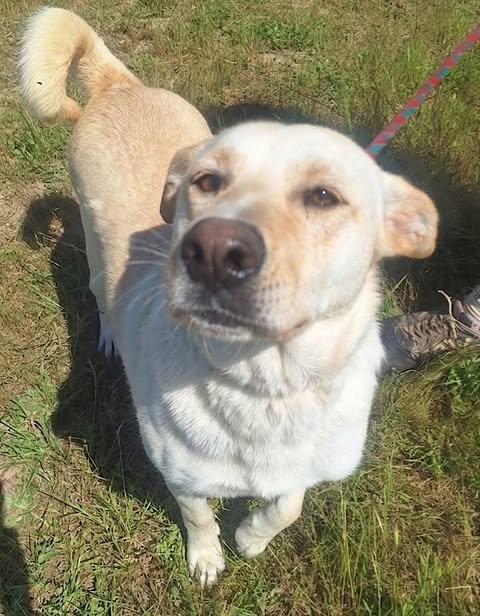 A light‑coloured dog with short fur and a curled tail stands on grass wearing a red and blue leash, looking upward in a sunny outdoor area.