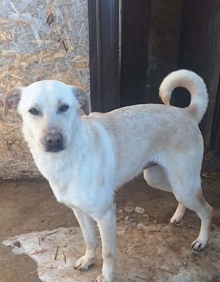 Light‑coloured dog with short fur standing on a hard ground surface beside a wooden wall, looking toward the camera with its tail curled upward.