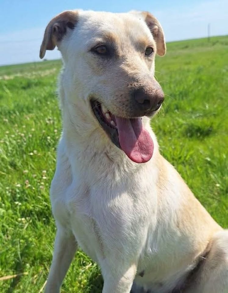 Light‑coloured dog with short tan fur sitting on green grass under a clear blue sky, mouth open and tongue out as if panting.