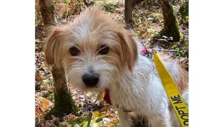 Lacey:Reserved