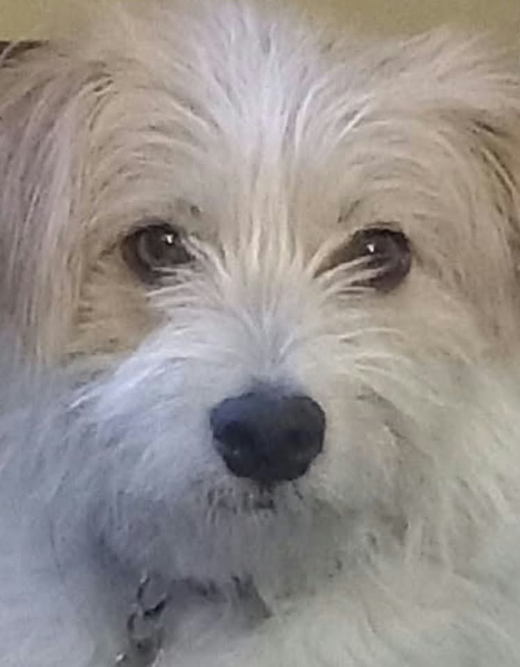 A close-up photo of a small dog with shaggy white and tan fur, looking toward the camera with dark eyes and a soft, fluffy face.