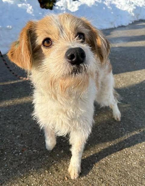 Small white dog with light brown patches standing on a paved surface, looking toward the camera, with snow-covered ground visible in the background.