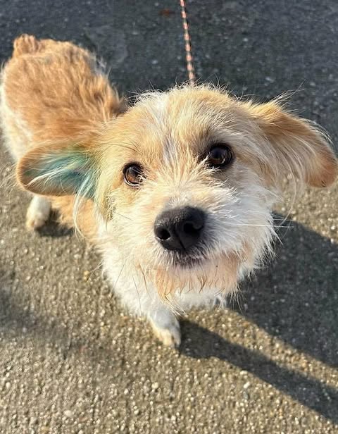 Small dog with light tan and white fur standing on a paved surface, looking up at the camera, with a green tint visible on one ear and a thin leash attached to its collar.