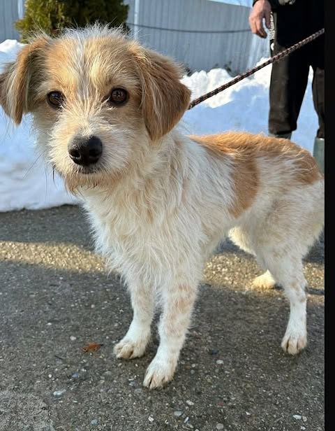 Small dog with light brown and white fur standing on a paved surface, looking up toward the camera, with a leash attached and snow piled along the edge of the path in the background.