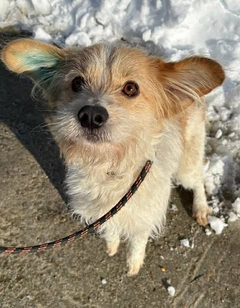 Small dog with light brown and white fur standing on a concrete surface beside a patch of snow, looking up at the camera, with one ear showing a light blue tint and a black-and-red leash attached to its collar.