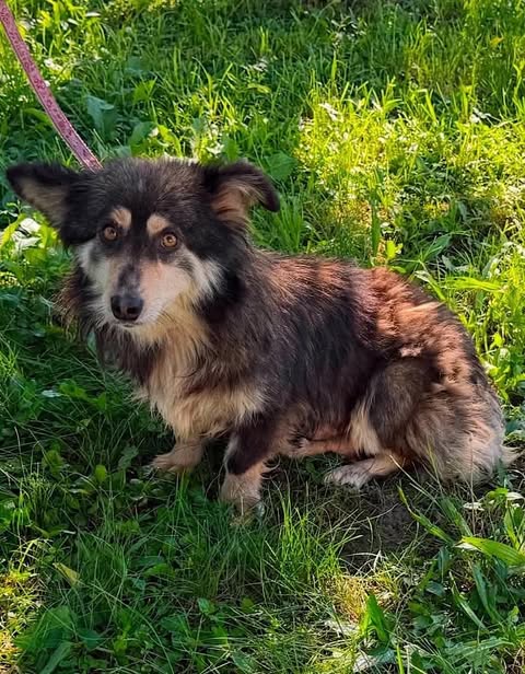 A small dog with dark brown fur and tan markings sits alert on sunlit green grass, looking toward the camera. The dog's upright ears and bright eyes give it an attentive expression. A pink leash is visible against the grass.