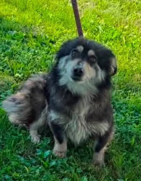 Small, fluffy dog with a black and tan coat sits on bright green grass, facing the camera. The dog's lighter facial and chest markings are clearly visible, and a leash is attached to its collar as it sits calmly in the sunlit outdoor setting. 