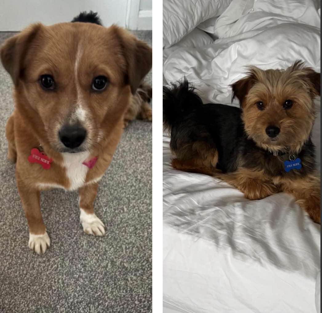 Two rescue dogs shown side by side: a brown puppy with white markings standing on a carpet, and a small terrier-type dog resting on a bed.