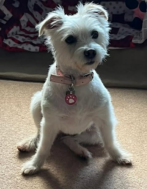 A small white dog with short fur and upright ears sits on a carpeted floor, wearing a light pink collar with a round pink tag. A patterned blanket draped over furniture is visible in the background.