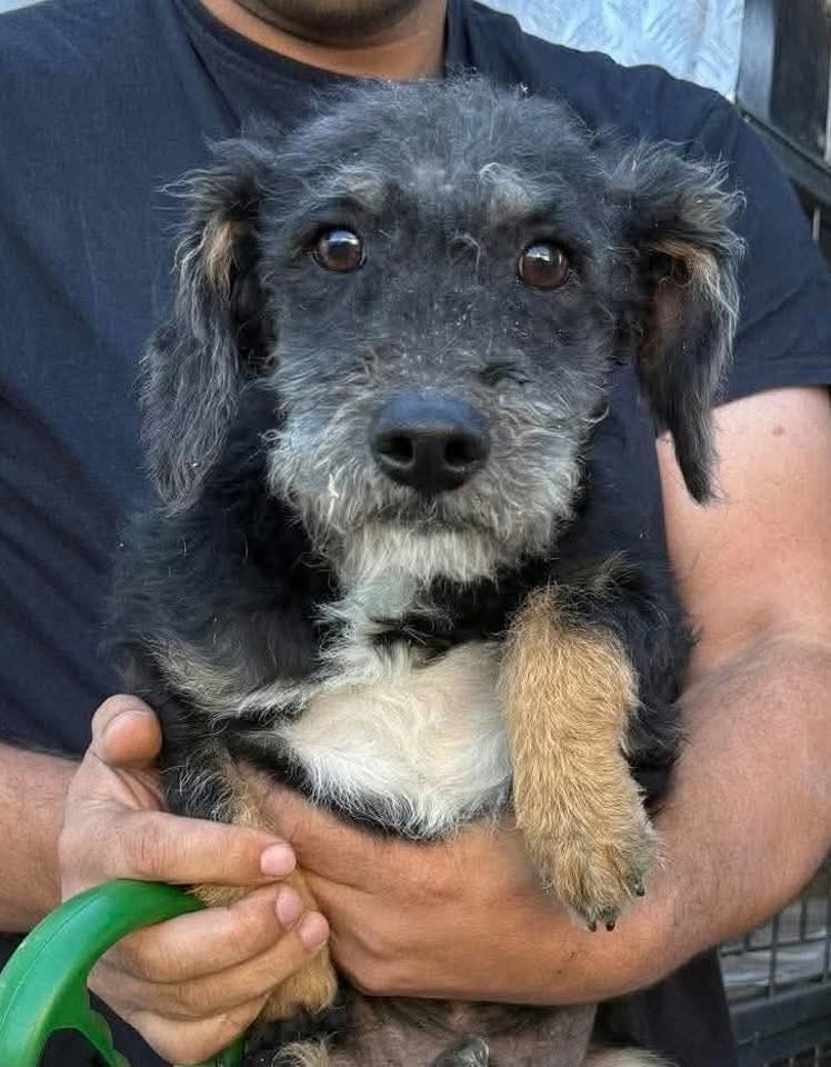 A small scruffy dog with black, grey, and tan fur is being held by a person wearing a dark shirt. The dog looks toward the camera with wide eyes, floppy ears, and light fur on its chest. A metallic surface and part of a fence appear in the background.