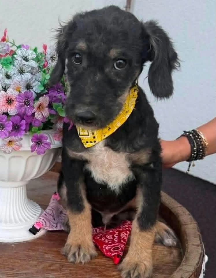 A small black and tan curly‑furred puppy wearing a yellow bandana sits on a wooden surface. A person’s arm with bracelets supports the puppy from behind, and a white vase of colourful flowers is visible in the background.