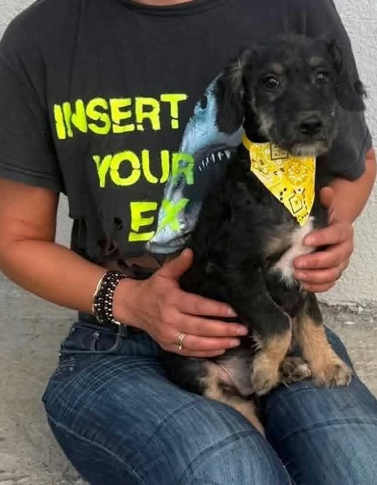 A person in a dark cropped T‑shirt and jeans sits holding a small black and brown puppy wearing a yellow patterned bandana.