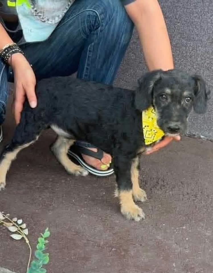 A small black and tan puppy wearing a yellow bandana stands on a concrete surface while a person in jeans and sandals crouches behind it, gently holding its sides.