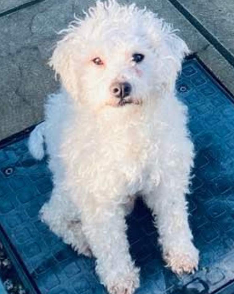 Small white fluffy dog sitting on a blue mat and looking up towards the camera.