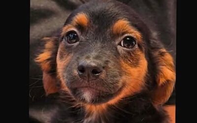 Lulu:Reserved