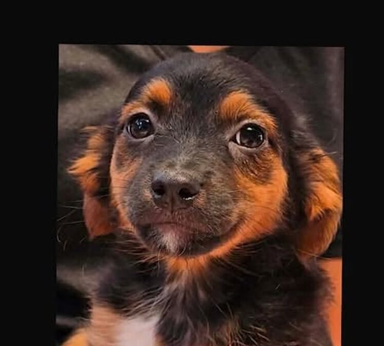 Lulu:Reserved