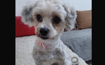 Lulu