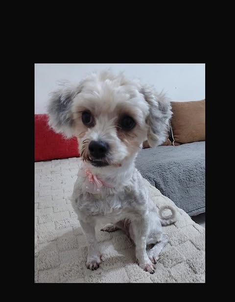 Lulu