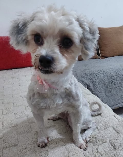 Small white‑and‑grey dog with slightly curly fur sitting on a textured beige blanket, wearing a light pink ribbon, with a sofa and patterned cushions in the background.