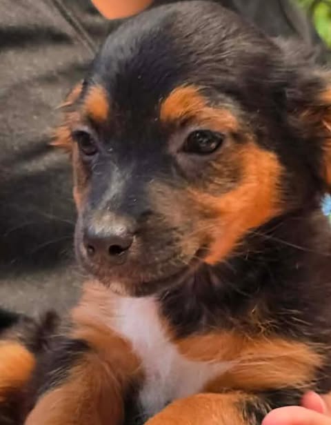A small black‑and‑tan puppy with a white chest patch rests in someone’s arms, looking toward the camera with soft, dark eyes and a calm, gentle expression.