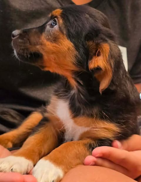 A small black‑and‑tan puppy with white markings on its chest and paws is held in someone’s arms, looking attentively to the left with a calm, alert expression.