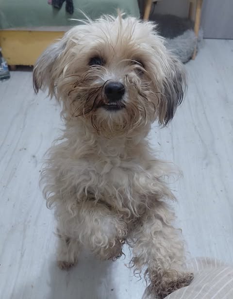 Small fluffy light‑coloured dog standing on its hind legs with one front paw resting on a person’s leg, curly fur with darker patches around the muzzle and ears, indoors with a light floor, green‑and‑yellow furniture, and a grey pet bed in the background.