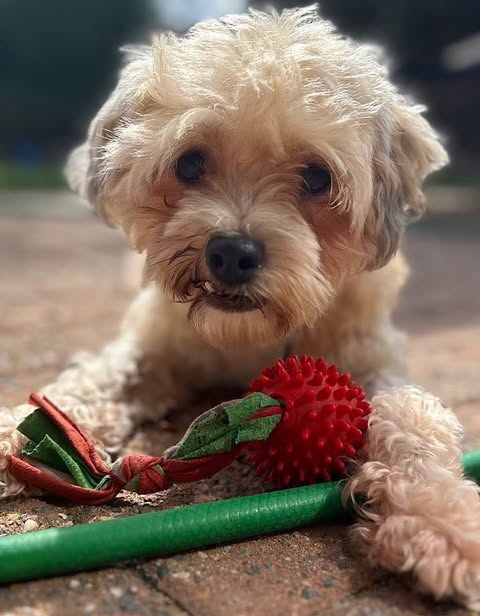 A small, curly‑haired light‑coloured dog lies on an outdoor brick surface, looking toward the camera with its head slightly tilted. One paw rests on a red spiky ball attached to a green‑and‑red rope toy, giving the scene a playful, relaxed feel.