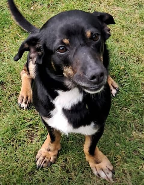 A medium-sized black dog with tan legs, tan facial markings, and a white chest sits on green grass, looking slightly upward.