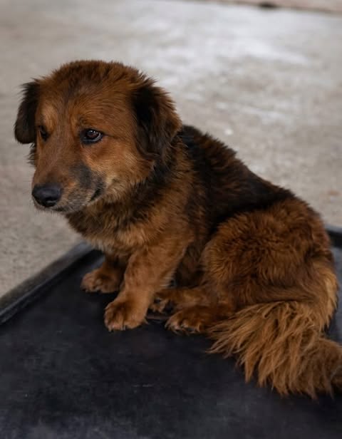Small brown dog with medium‑length fur sitting on a dark mat on a concrete floor, looking toward the camera; a light wall and textured background are visible behind it.