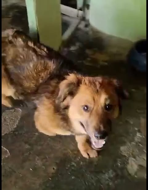 <br />
Medium‑sized brown dog with a thick coat standing on a worn concrete floor, looking upward with its mouth slightly open; green walls, a support post, and a bowl are visible in the background.
