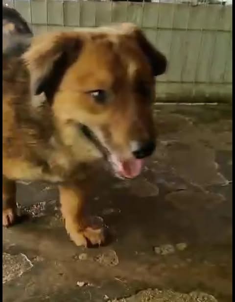 Brown dog with medium‑length fur standing on a stone or concrete surface, mouth open and tongue visible, looking slightly to the side; a vertical‑panel fence forms the background.