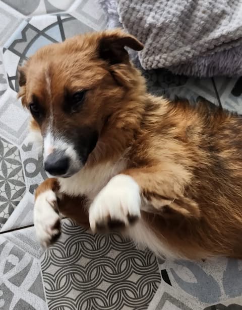A brown and white dog with a medium‑length coat lies on patterned floor tiles, front paws slightly raised. The dog has white paws and a white marking along the snout, and a textured grey blanket is visible behind it.