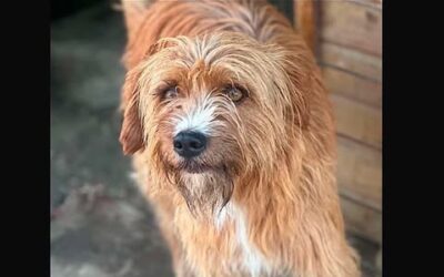 Marley