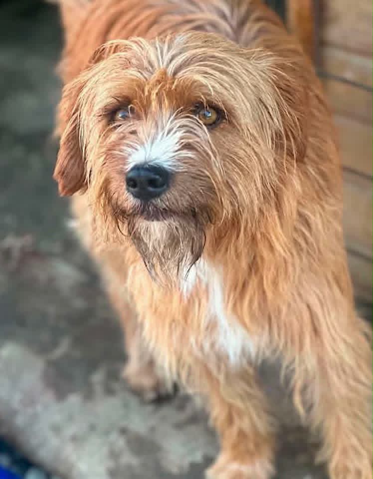 A medium‑sized, shaggy dog with light brown fur and white markings on its chest and muzzle stands on a concrete surface beside a wooden shed. The dog looks toward the camera with a gentle, slightly scruffy expression.