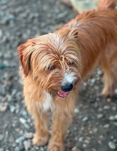 A medium‑sized dog with shaggy light brown fur and white markings on its muzzle and chest stands on a rocky surface outdoors. Its mouth is slightly open, showing a bit of tongue, and its eyes are partly hidden by long fur.