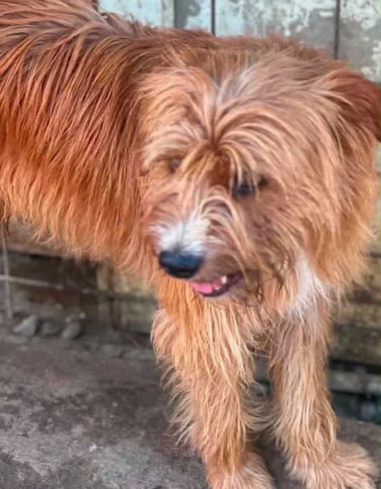 A medium‑sized dog with long, shaggy reddish‑brown fur and lighter markings on its muzzle and chest stands on a concrete surface beside a wall with a metal grid. Its mouth is slightly open, showing a bit of tongue.