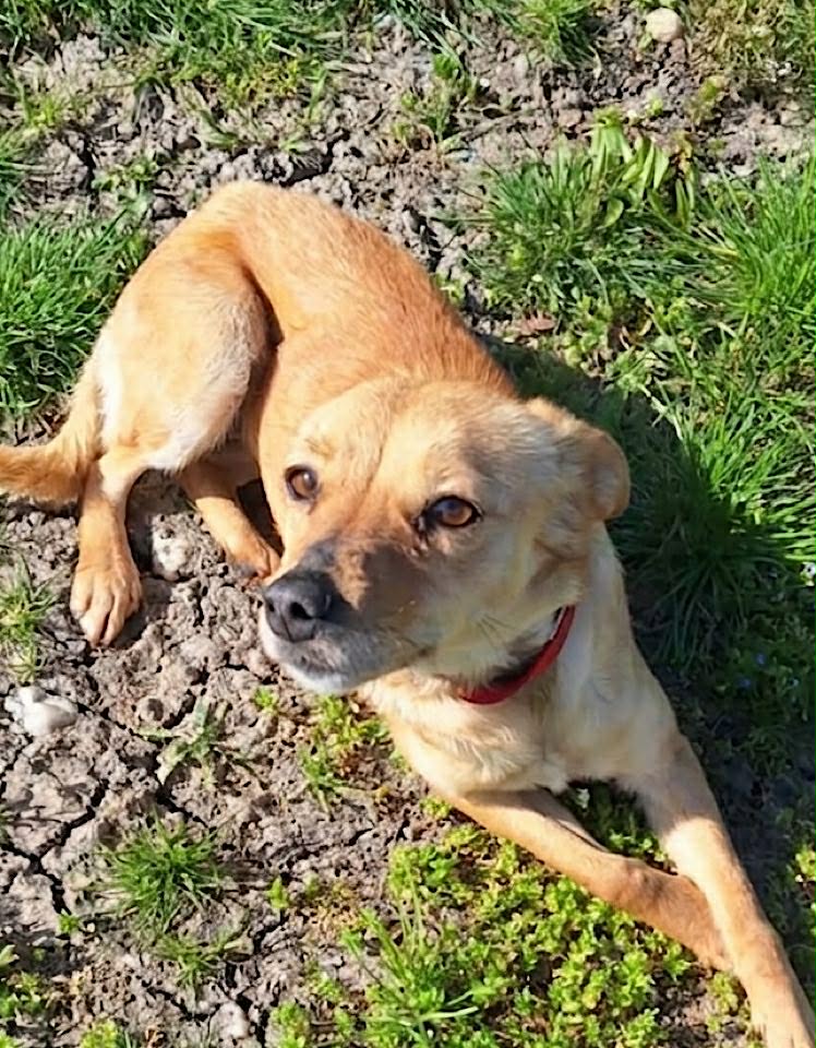 A small light‑brown dog wearing a red collar lies on dry, cracked soil with patches of green grass, looking slightly upward in bright sunlight.
