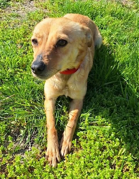 A small light‑brown dog wearing a red collar lies on green grass with its front legs stretched forward and its head slightly tilted.