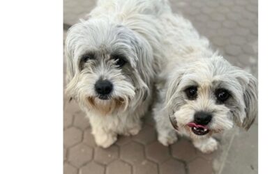 Millie and Max