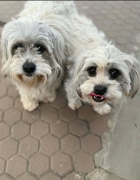 Two small, long‑haired dogs with light cream and grey fur stand close together on a path made of hexagonal paving stones, both looking toward the camera; the dog on the right has its tongue slightly out.