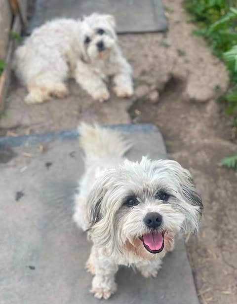 A small, fluffy cream‑coloured dog stands on a stone path looking toward the camera with its mouth open and tongue visible, while a second similar dog lies further back on the path near a patch of soil, also facing the camera in a garden setting with greenery along the edges.
