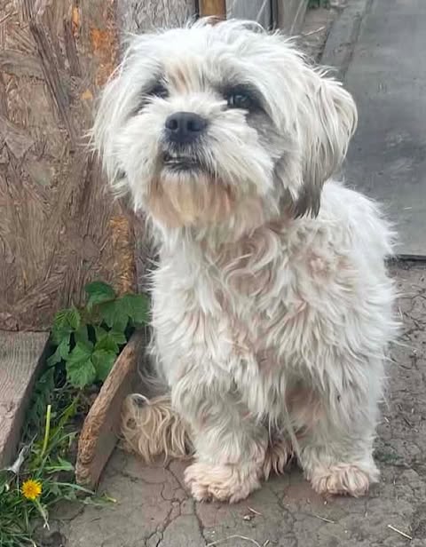 A small dog with long, shaggy white and beige fur stands on cracked concrete beside a wooden wall, looking slightly upward; green leaves and a yellow dandelion grow from the ground next to it.