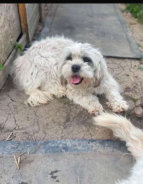 A small, fluffy dog with long white and light grey fur lies on a cracked concrete path, panting with its tongue visible; a second dog’s tail appears at the edge of the frame near a wooden structure and greenery.