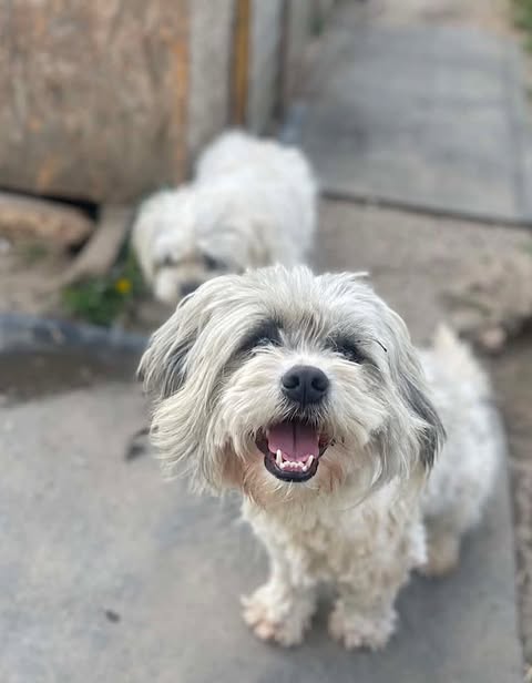 Two small, fluffy light‑coloured dogs stand on a concrete path beside a rough wooden structure; the dog in the foreground has grey‑white fur and an open mouth showing its teeth, while the second dog stands slightly behind and out of focus near the edge of the path.