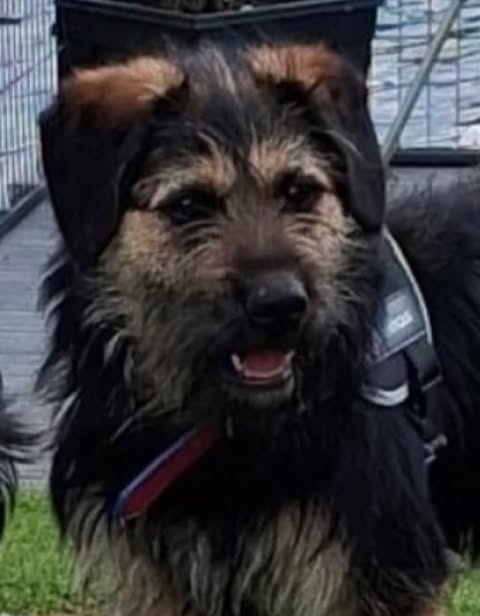 A medium‑sized dog with shaggy black and tan fur stands outdoors wearing a harness, its mouth slightly open as it looks toward the camera with water and dockside elements blurred in the background.