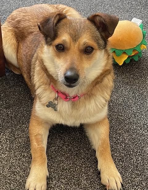 Brown-and-tan dog with upright ears lying on a carpeted floor, wearing a pink collar with a bone-shaped tag. A plush hamburger toy sits just behind the dog.