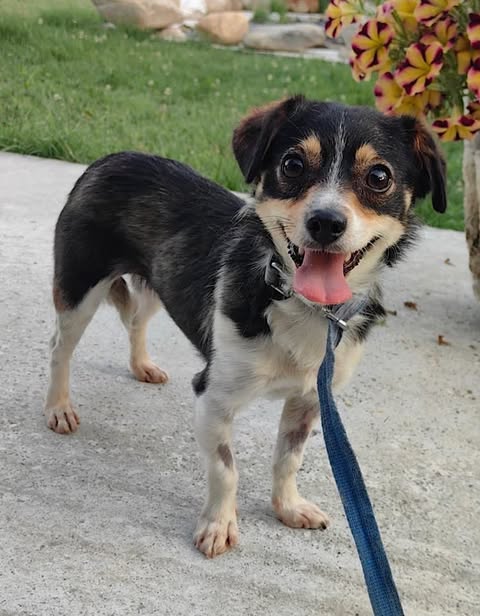 Small black‑and‑white dog with tan markings standing on a concrete path, looking up at the camera with its mouth open and tongue out, wearing a blue leash, with green grass, rocks, and red‑and‑yellow flowers in the background.