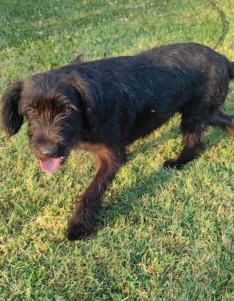 A medium-sized black dog with shaggy fur and floppy ears stands on grass, looking toward the camera with its tongue out in warm daylight.